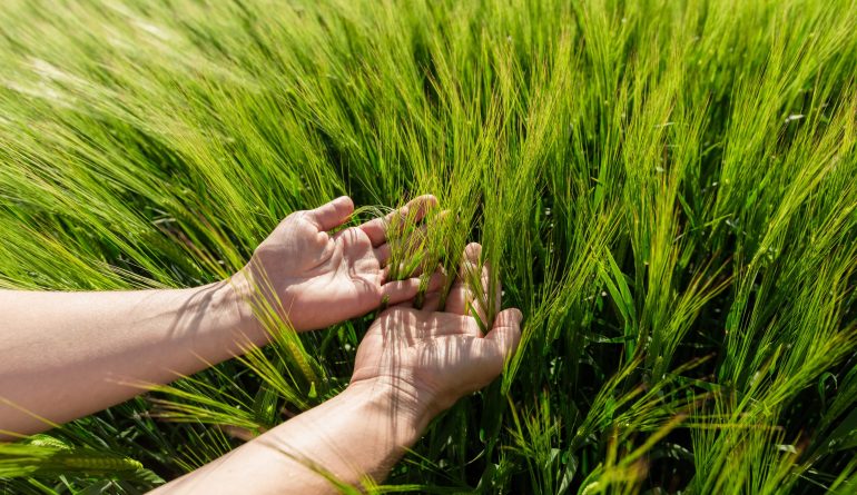 Close-up of Farmer hand holding green wheat ears in the field. Agricultural business. High quality photo